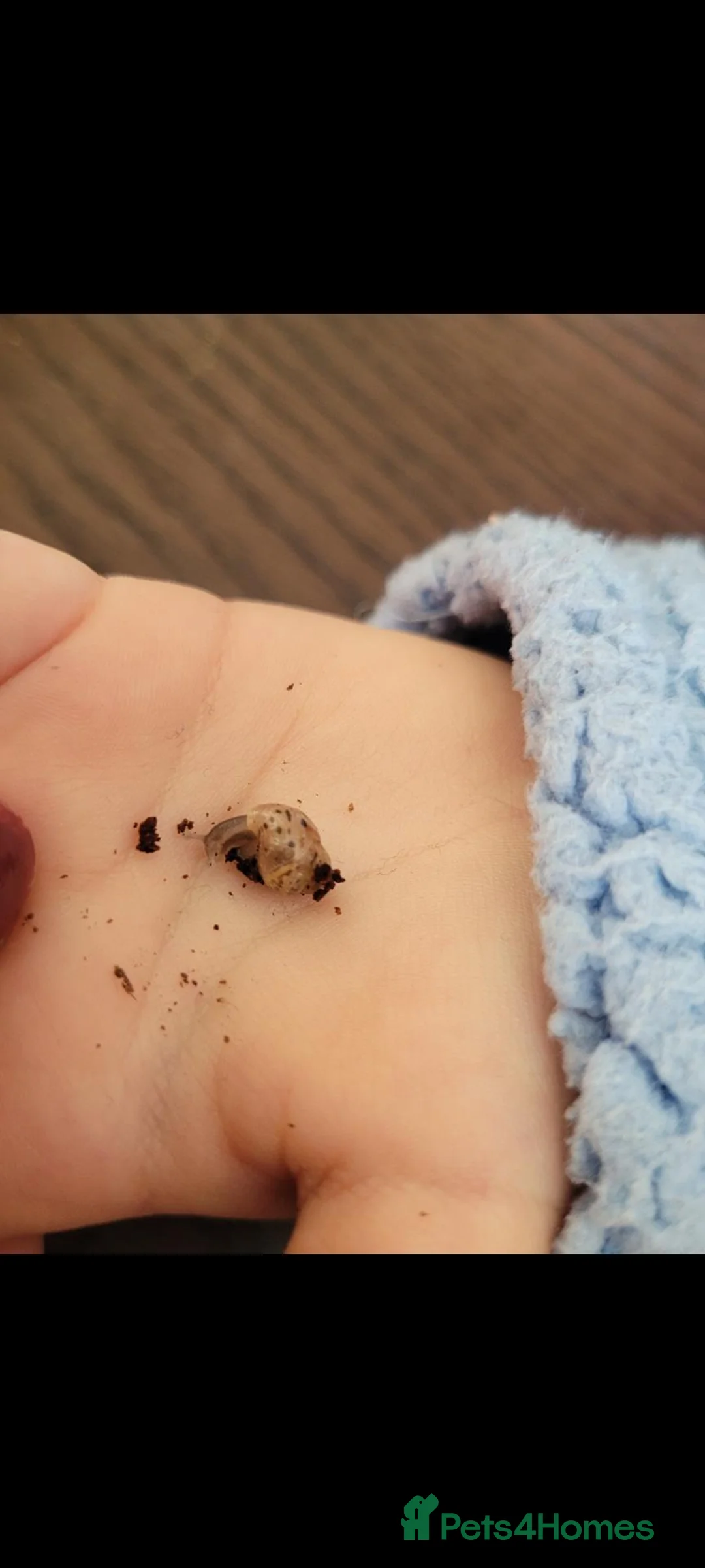 Snails invertebrates for sale: Giant african land snail babies  in Nuneaton - Advert 1