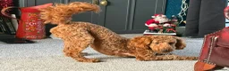 Toy Poodle dogs for stud: KC Pedigree Red Toy Poodle for Stud - Advert 8