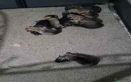 German Shepherd dogs for sale: KC REGISTERED HEALTH TESTED PARENTS READY NOW - Image 4