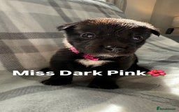 Mixed Breed dogs for sale: 10 RARE hybrid huskypoo’s!!! - Image 5