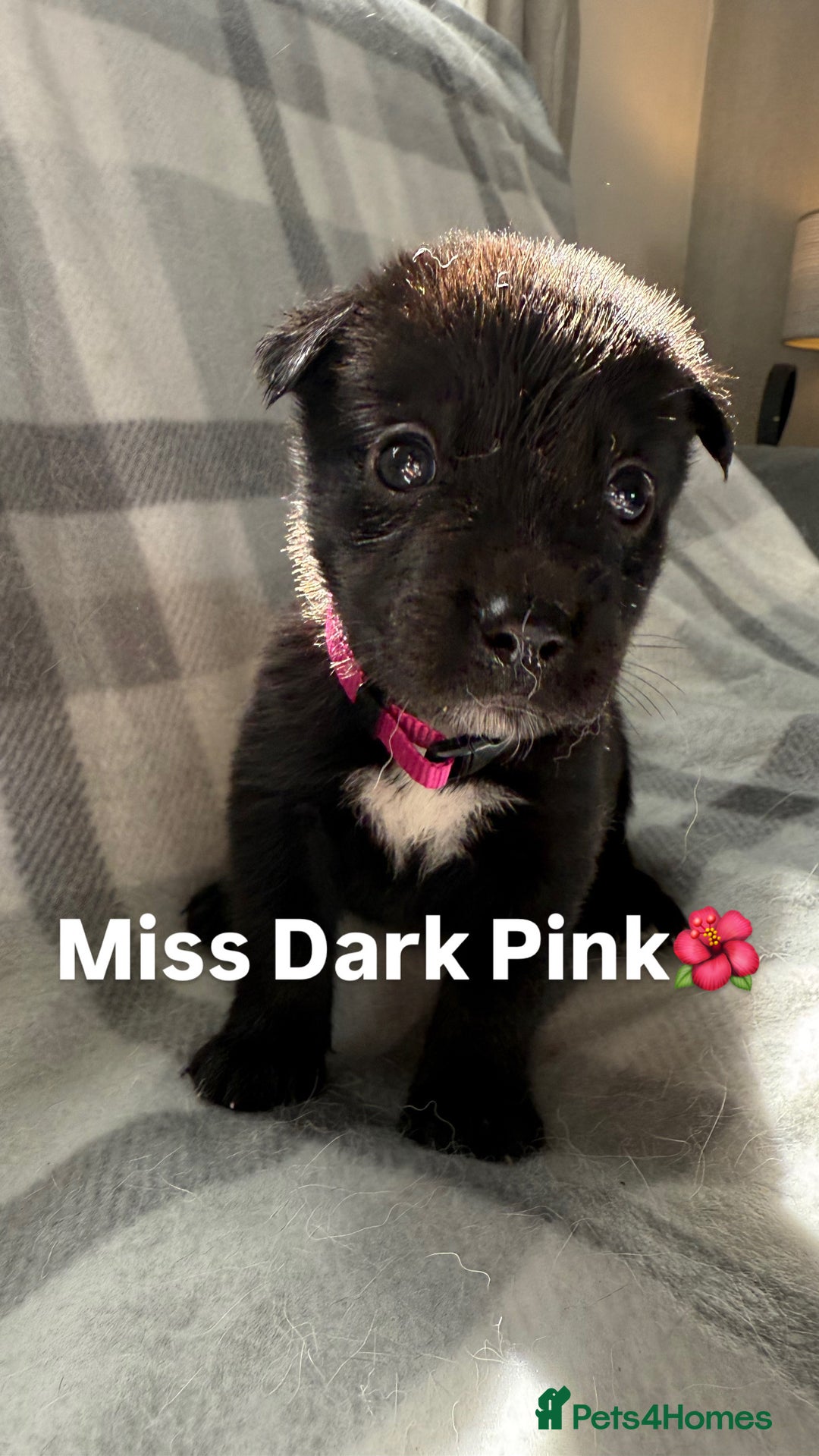 Mixed Breed dogs for sale: 10 RARE hybrid huskypoo’s!!! - Image 5