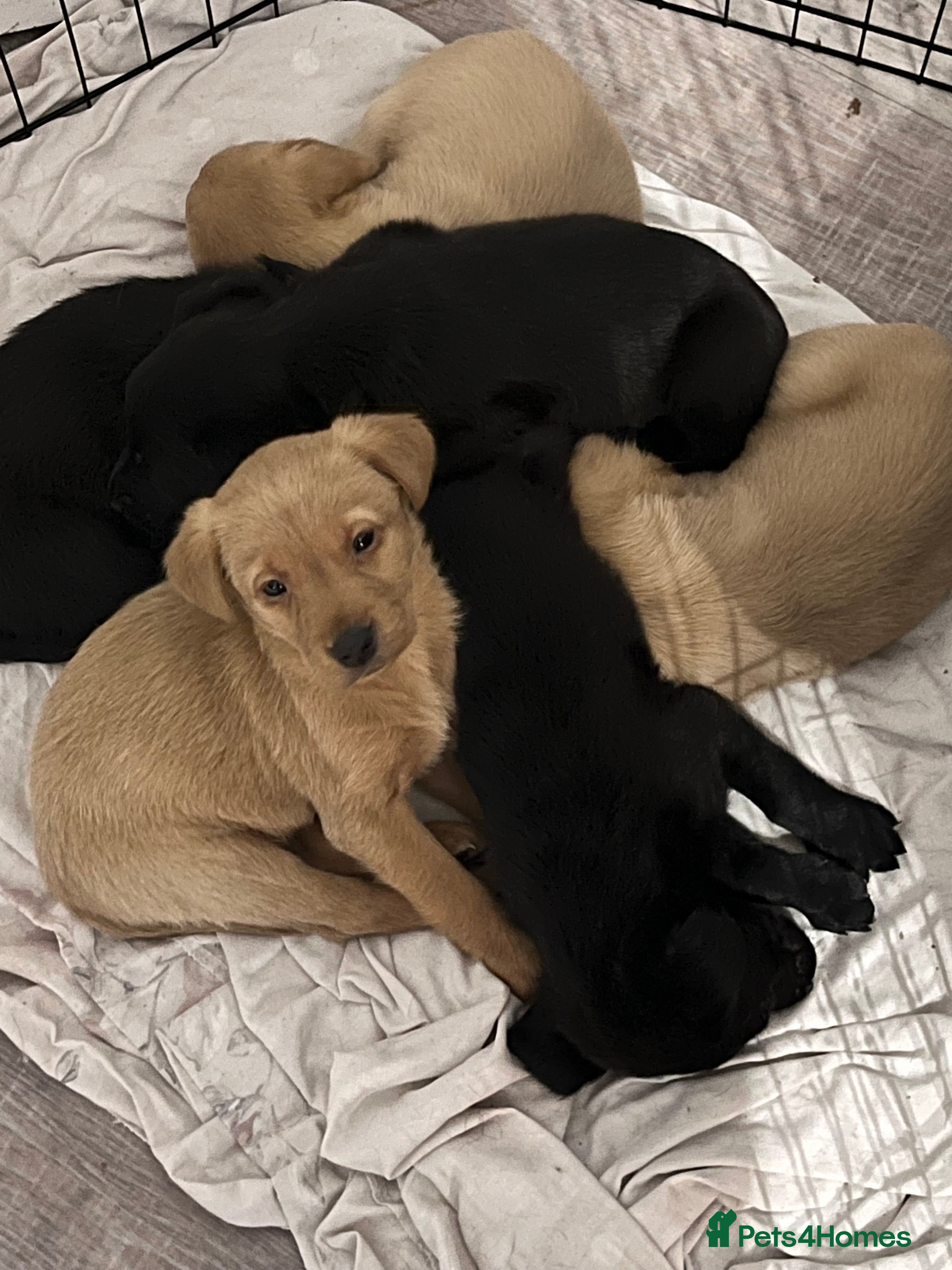 Labrador Retriever dogs Labrador puppy’s pups pup puppies puppy  - Advert 17