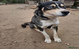 Mixed Breed dogs for adoption: ROCKY, a Lovely Boy - for a Loving Home - Image 4