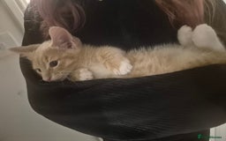 Mixed Breed cats for sale: Ginger kitten male left  - Image 1