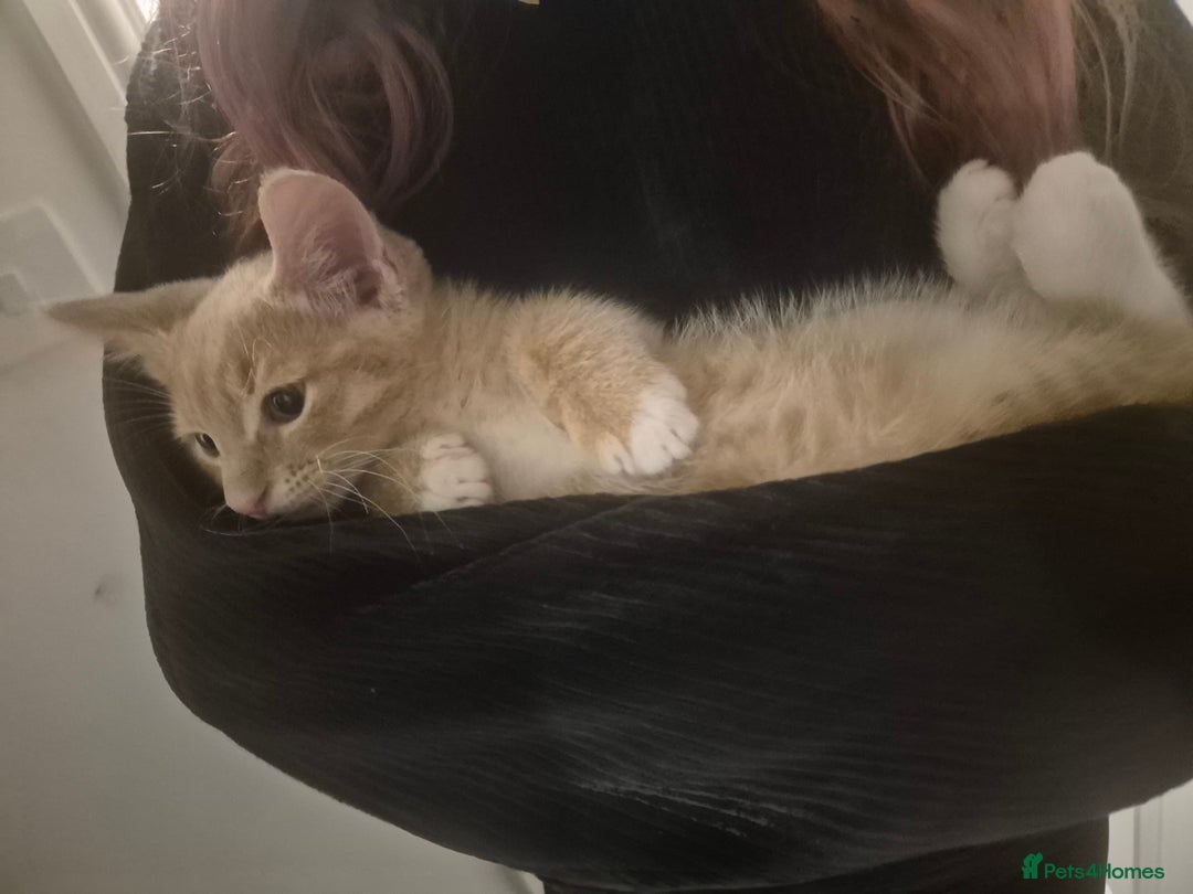 Mixed Breed cats for sale: Ginger kitten male left  - Image 1