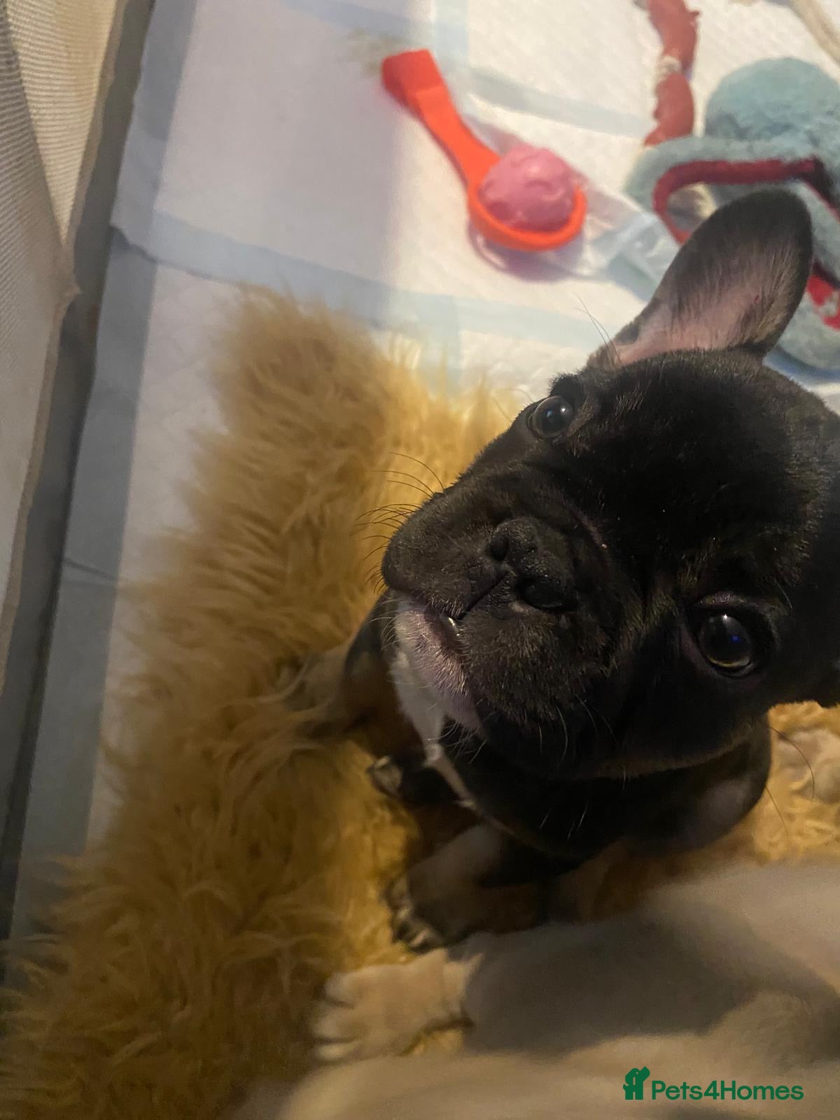 French Bulldog dogs Frenchie Boys looking for forever home  - Advert 9