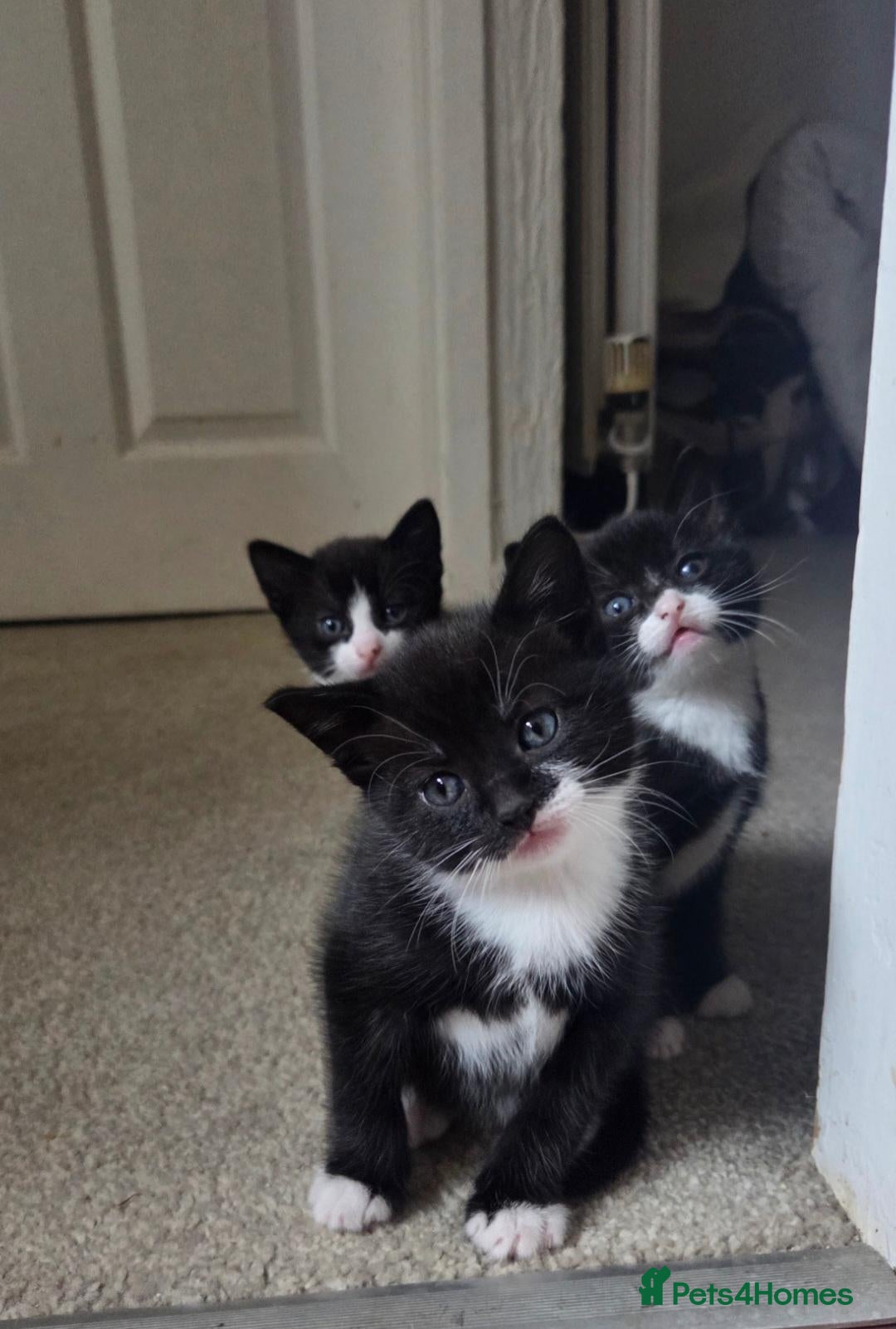 Mixed Breed cats Gorgeous tuxedo kittens READY TO GO - Advert 8