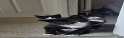 Mixed Breed cats for sale: Gorgeous tuxedo kittens READY TO GO - Advert 1