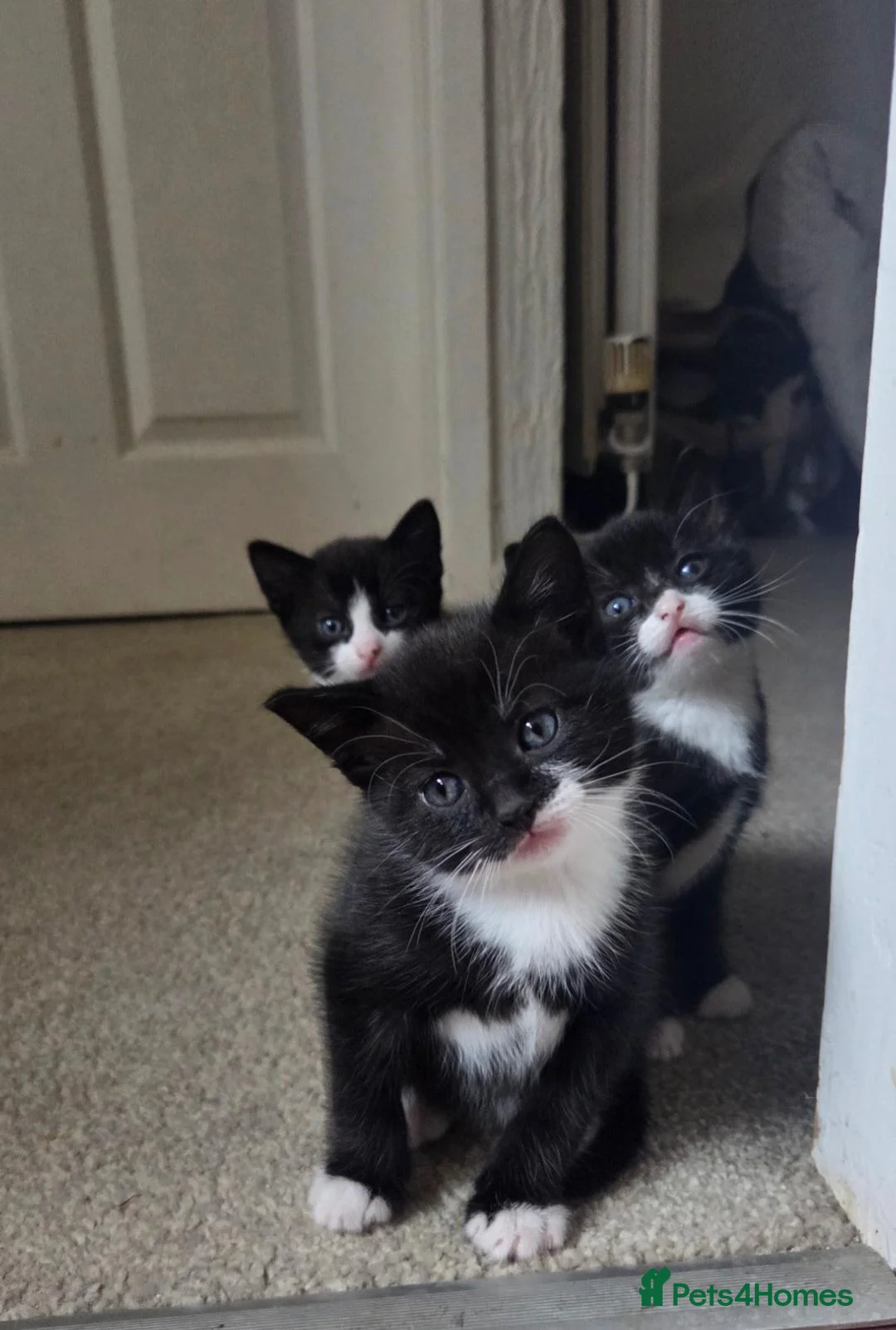 Mixed Breed cats for sale: Gorgeous tuxedo kittens READY TO GO - Advert 1