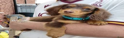 Miniature Dachshund dogs for sale: ✨️Available & Ready✨️3 Left✨️Longhaired Mini's✨️ - Advert 6