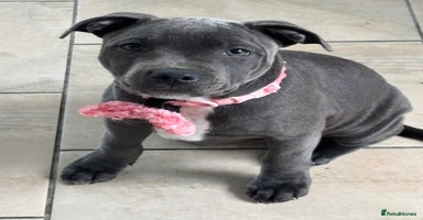Staffordshire Bull Terrier dogs - Advert 1