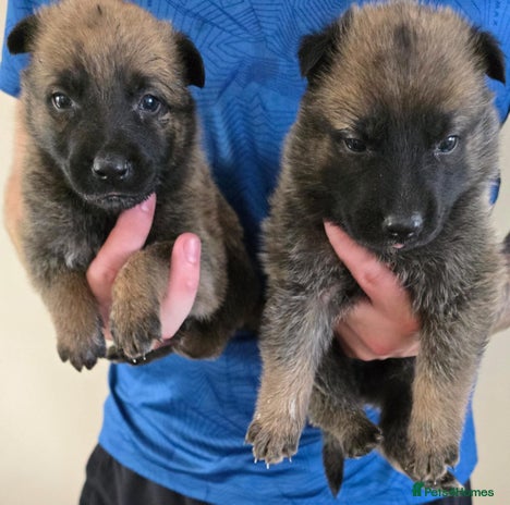 German Shepherd dogs - Advert 1