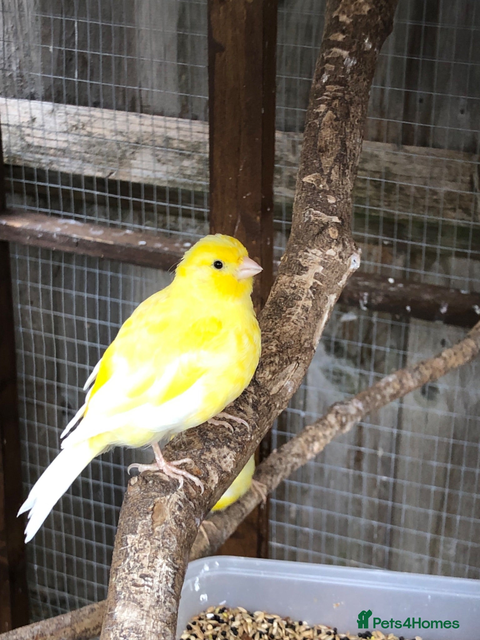 Canaries birds Young Canaries for sale - Advert 20