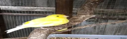 Canaries birds for sale: Young Canaries for sale - Advert 1