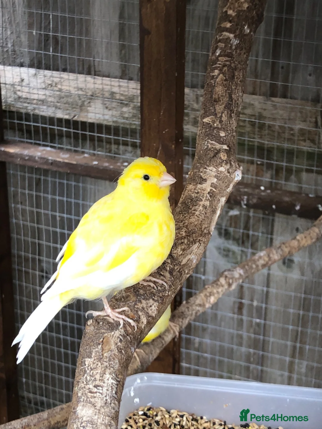 Canaries birds for sale: Young Canaries for sale - Advert 1