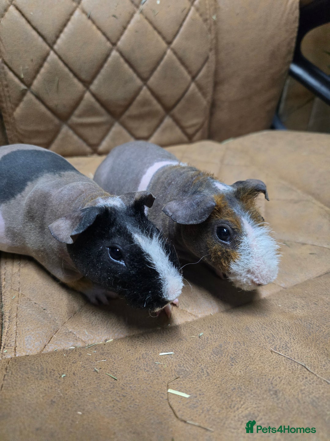 Guinea Pig rodents for sale: 2 bonded male skinny Werewolf guinea pigs 5 months - Advert 1