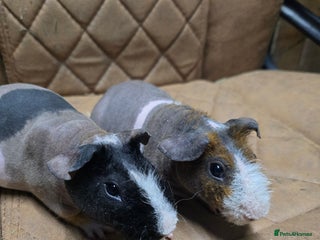 Guinea Pig rodents 2 bonded male skinny Werewolf guinea pigs 5 months - Advert 2