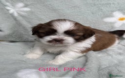 Shih Tzu dogs for sale: 🐾 Beautiful Shih Tzu Puppies🐾 - Image 5