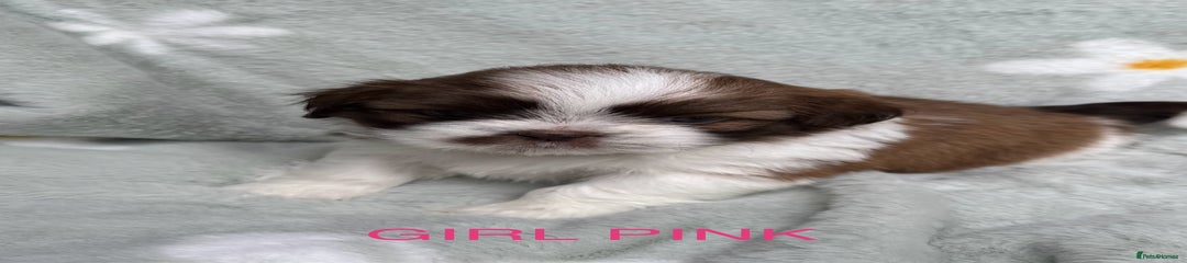 Shih Tzu Puppy PINK