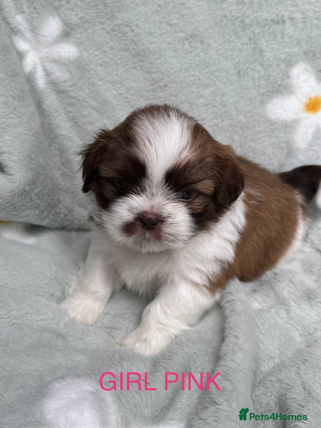 Shih Tzu dogs for sale: 🐾 Beautiful Shih Tzu Puppies🐾 - Image 5