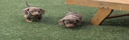 Miniature Dachshund dogs for sale: Mini dachshund  - Advert 3