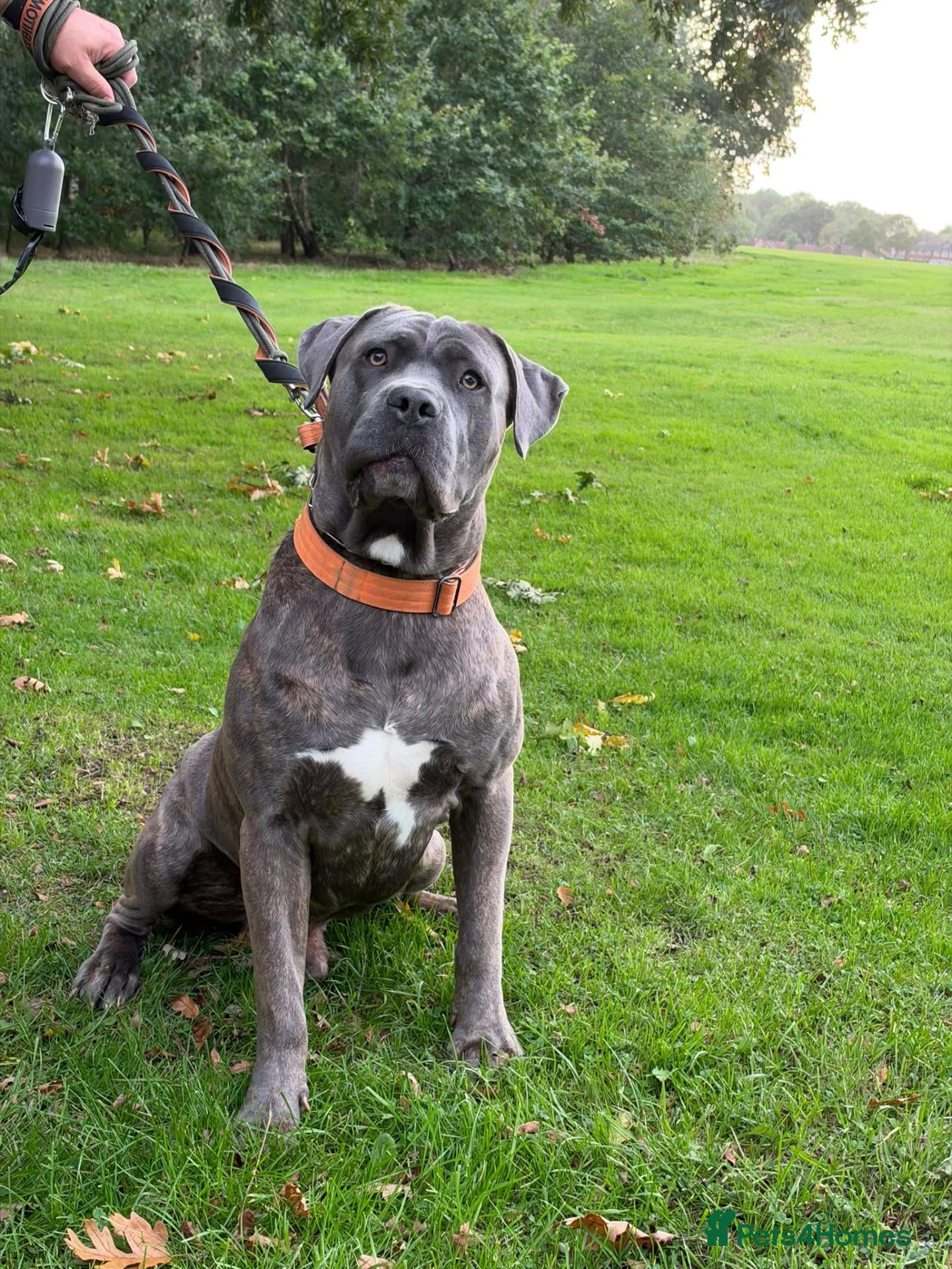 Cane Corso dogs Exceptional 88% Cane Corso / 12% Malinois Puppies - Advert 2