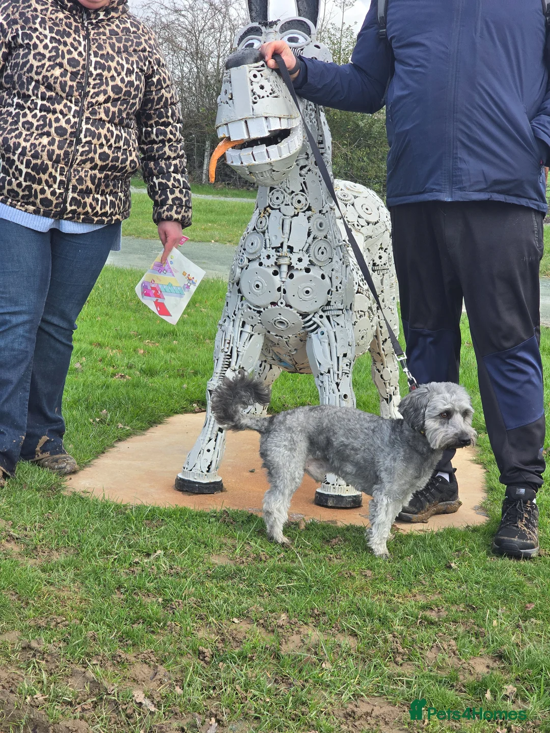 Jack Russell dogs for stud: Jack russell rough coat for stud in Rugby - Advert 5