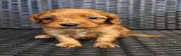 Cockapoo dogs for sale: ADORABLE COCKAPOOS  - Advert 18