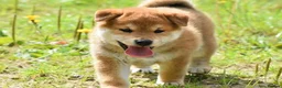 Japanese Shiba Inu dogs for sale: Exceptional Japanese Shiba Inu Puppies - Advert 24