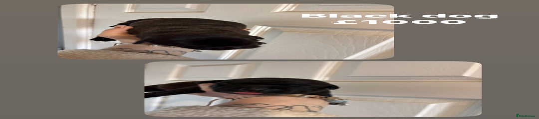 Staffordshire Bull Terrier Puppy 3