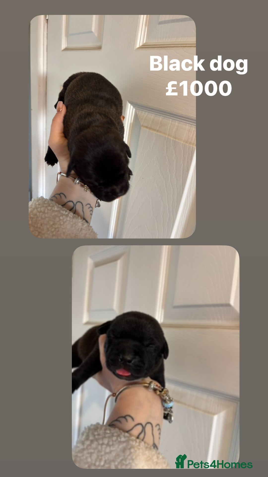 Staffordshire Bull Terrier dogs for sale: Staffy x puppy’s for sale  - Advert 2