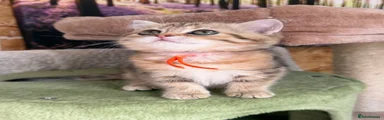 British Shorthair 9