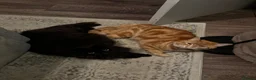 Mixed Breed cats for sale: Beautiful litter of fluffy kittens  - Advert 10