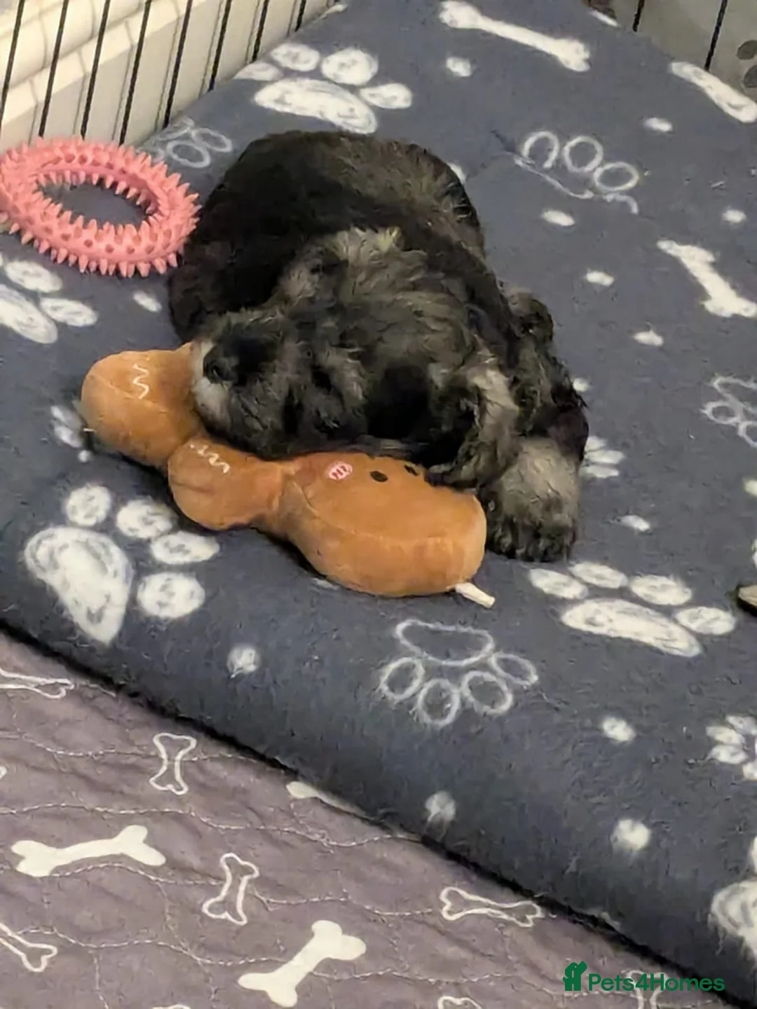 Miniature Schnauzer dogs for sale: KC Registered Miniature Schnauzer Puppies - Advert 19