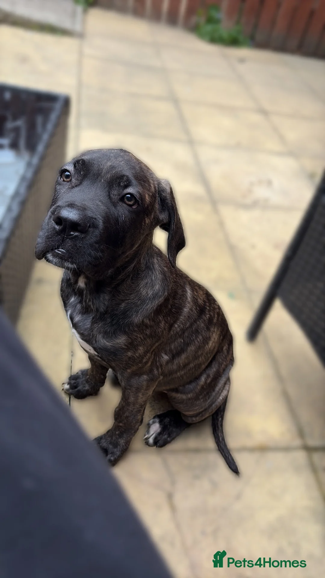 Cane Corso dogs for sale: Cane corso puppy  in Sheffield - Advert 2