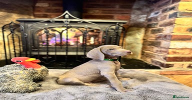 Weimaraner dogs 🐶🐾Adorable KC Registered Weimaraner Puppies🐶🐾 - Advert 1