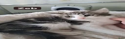 Domestic Shorthair cats for adoption: Zeb - polydactyl kitten for adoption  - Advert 5