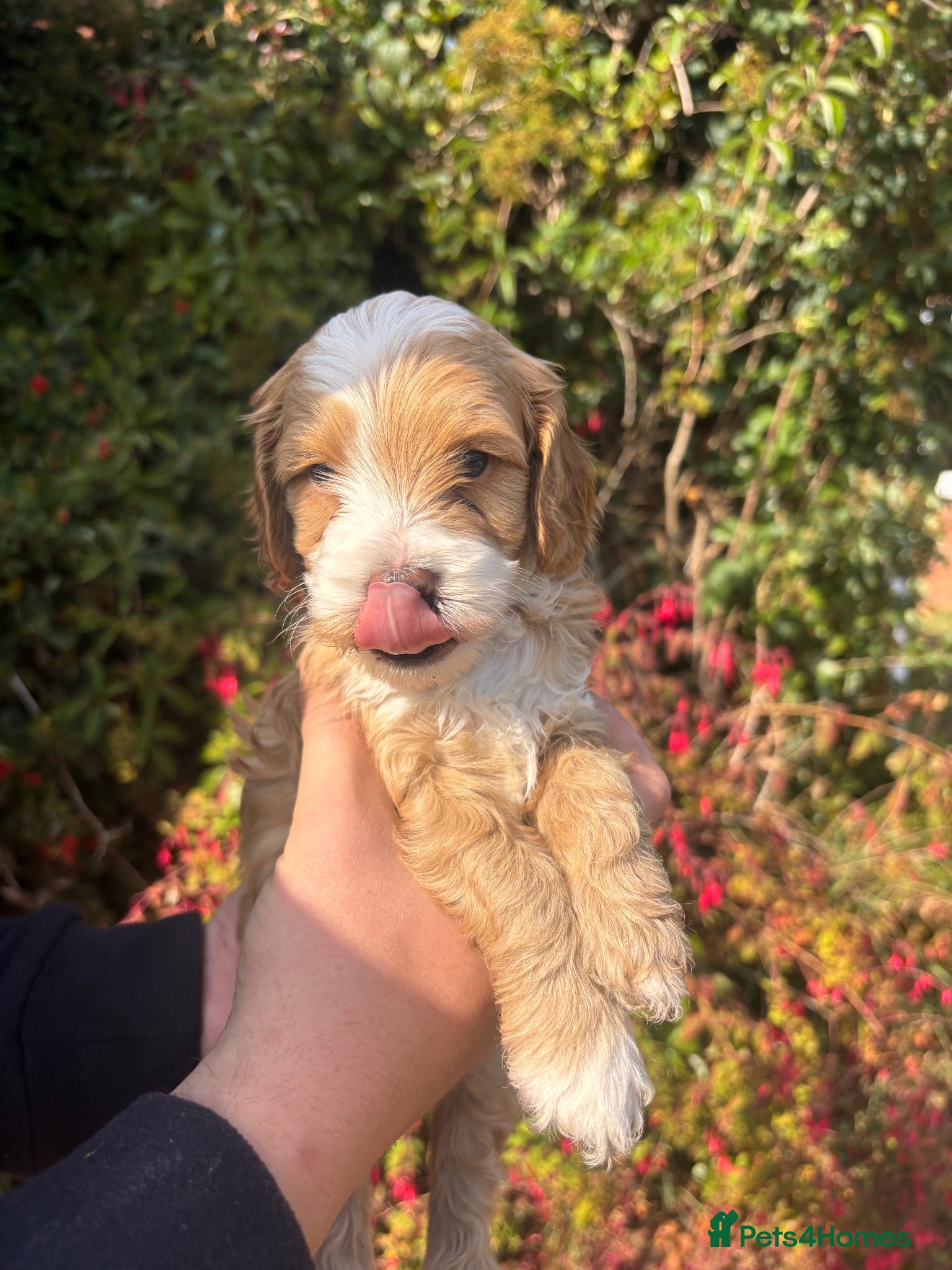 Cavapoo dogs 2 Beautiful Cavapoo puppies left - Advert 3
