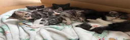 Ragcoon cats for sale: Beautiful Maine Coon × Ragdoll Kittens  - Advert 2
