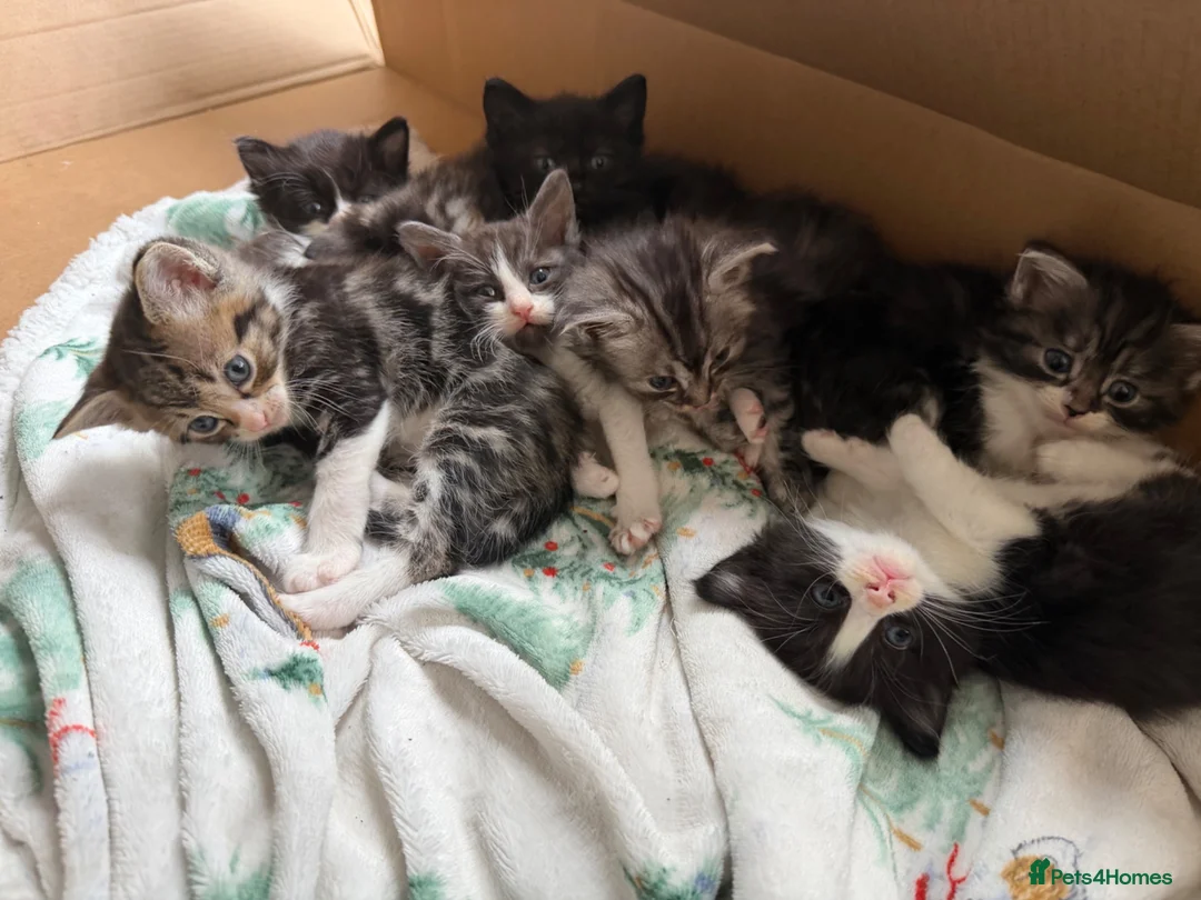 Ragcoon cats for sale: Beautiful Maine Coon × Ragdoll Kittens  - Advert 2