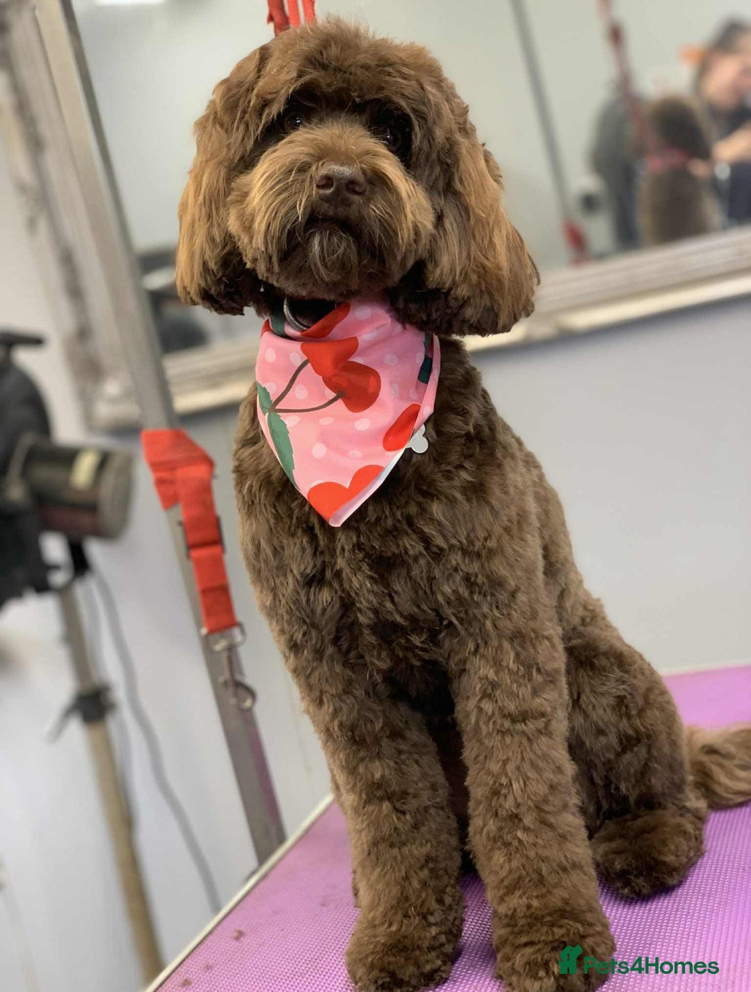 Australian Labradoodle dogs for sale: Home raised Australian Labradoodles due October - Image 6