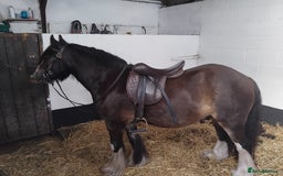 Other Breed horses for sale: Ruben - Image 1