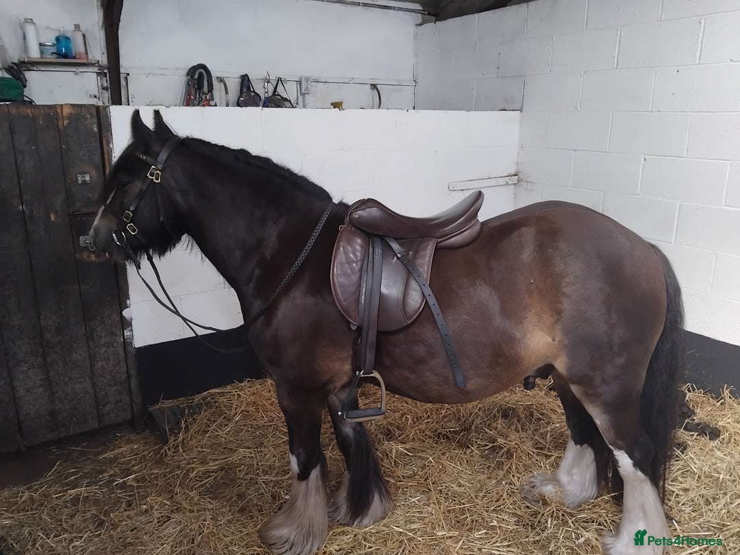 Other Breed horses for sale: Ruben - Image 1