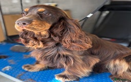 Cocker Spaniel dogs for stud: Meet Aero - Image 2