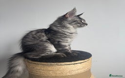 Maine Coon cats for sale: Mr Fink. Loving huge Maine coon - Image 7