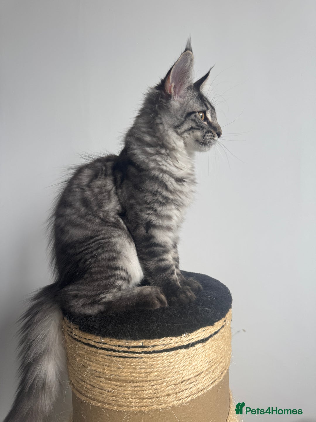 Maine Coon cats for sale: Mr Fink. Loving huge Maine coon - Image 7