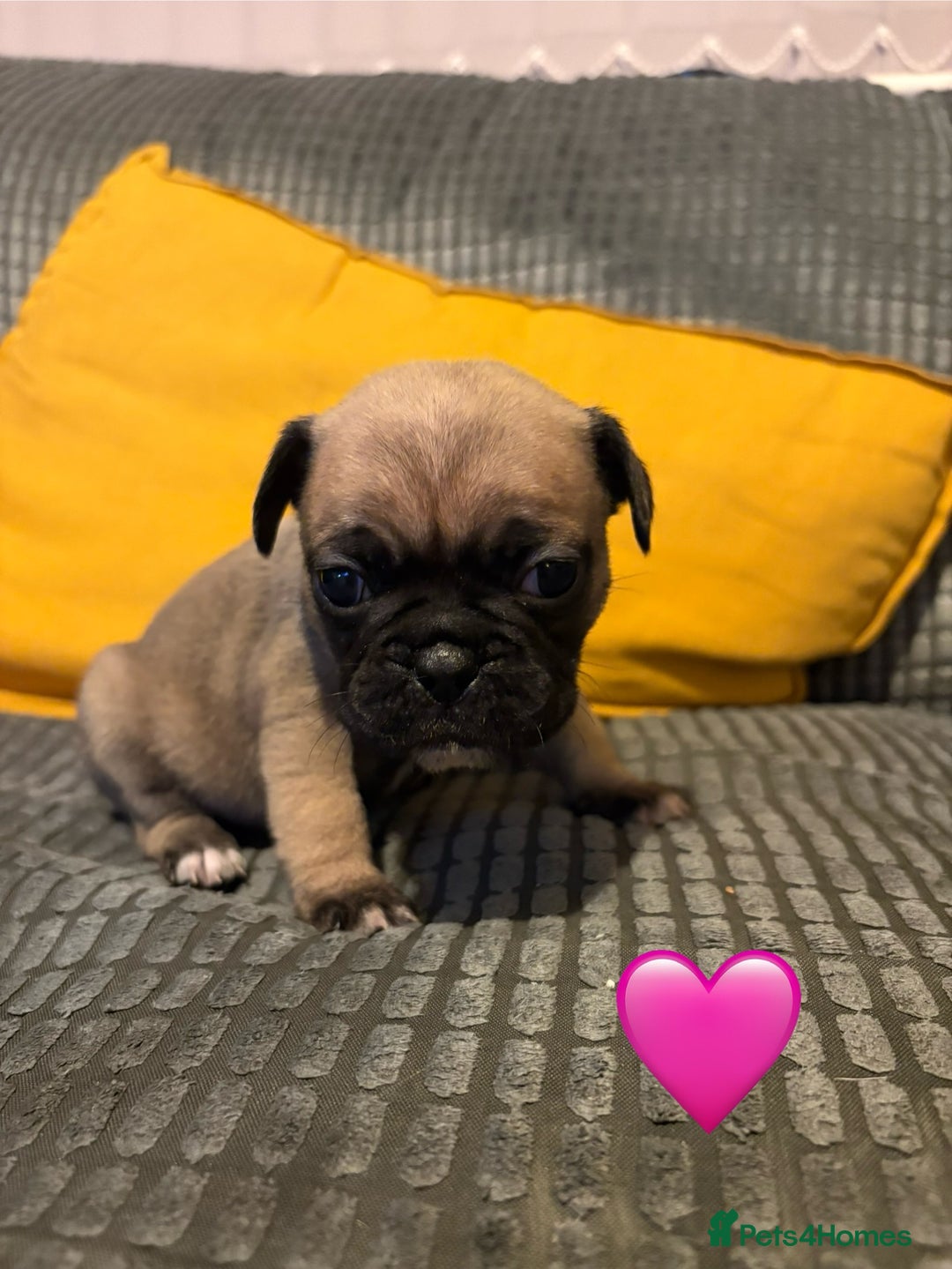 Frug dogs for sale: 3/4 frenchie 1/4 pug pups for sale  - Image 2