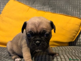 Frug dogs 3/4 frenchie 1/4 pug pups for sale - Advert 16