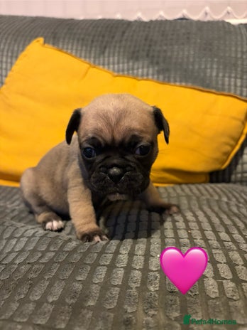 Frug dogs - Advert 13