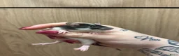 Rat rodents for sale: Gorgeous pedigree dwarf rat pups - Advert 12
